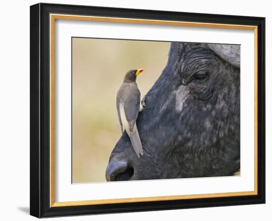 Kenya, Masai Mara-Nigel Pavitt-Framed Photographic Print