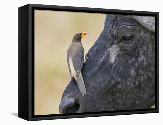 Kenya, Masai Mara-Nigel Pavitt-Framed Premier Image Canvas