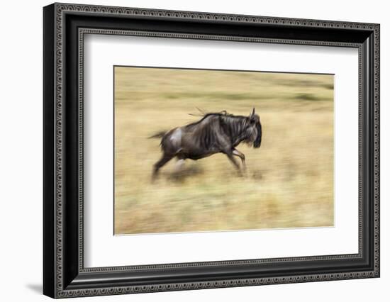 Kenya, Masai Mara-Nigel Pavitt-Framed Photographic Print