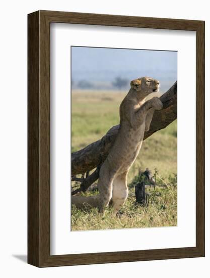 Kenya, Masai Mara-Nigel Pavitt-Framed Photographic Print