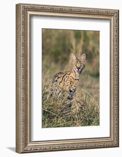 Kenya, Masai Mara-Nigel Pavitt-Framed Photographic Print