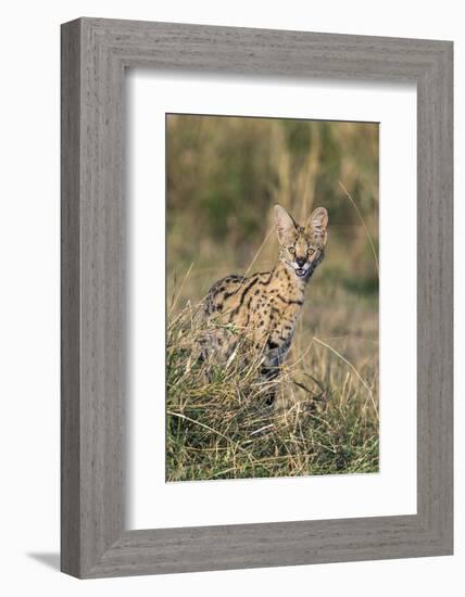 Kenya, Masai Mara-Nigel Pavitt-Framed Photographic Print