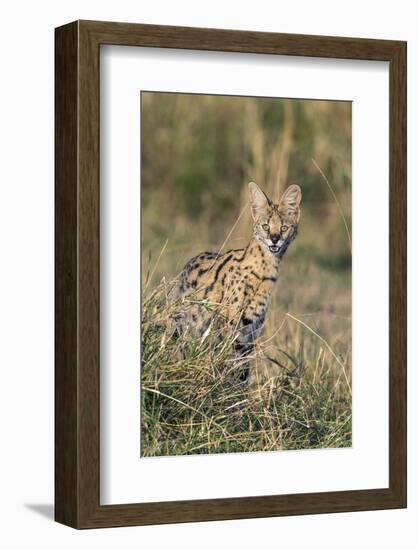 Kenya, Masai Mara-Nigel Pavitt-Framed Photographic Print