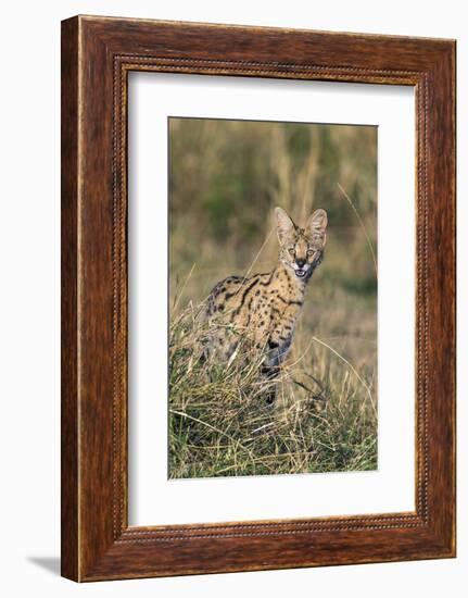 Kenya, Masai Mara-Nigel Pavitt-Framed Photographic Print