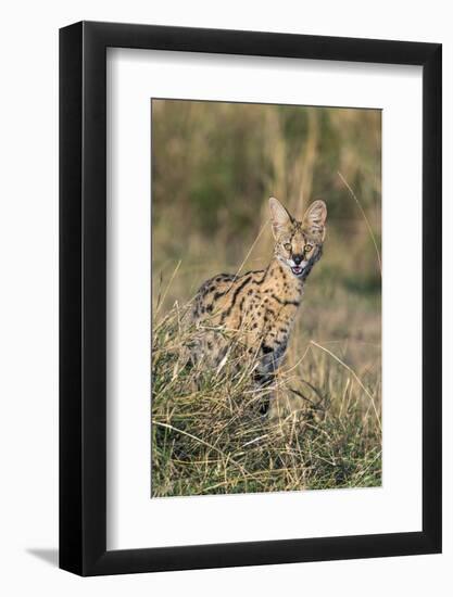 Kenya, Masai Mara-Nigel Pavitt-Framed Photographic Print