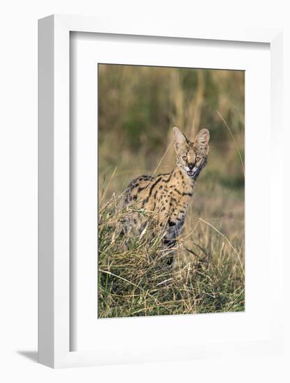 Kenya, Masai Mara-Nigel Pavitt-Framed Photographic Print