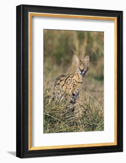 Kenya, Masai Mara-Nigel Pavitt-Framed Photographic Print