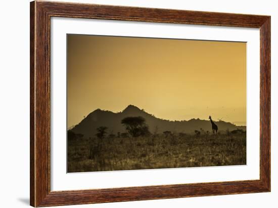 Kenya, Meru. a Giraffe Wanders across the Savannah in the Evening Light.-Niels Van Gijn-Framed Photographic Print