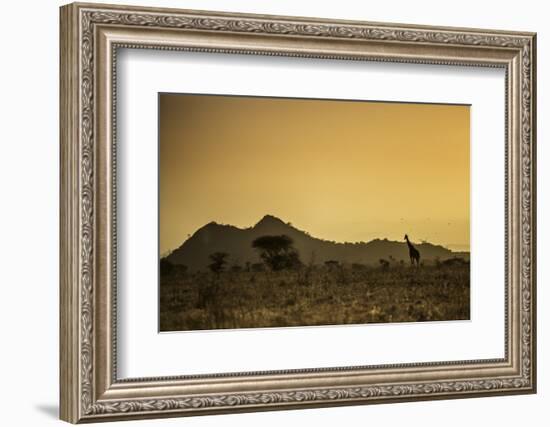 Kenya, Meru. a Giraffe Wanders across the Savannah in the Evening Light.-Niels Van Gijn-Framed Photographic Print