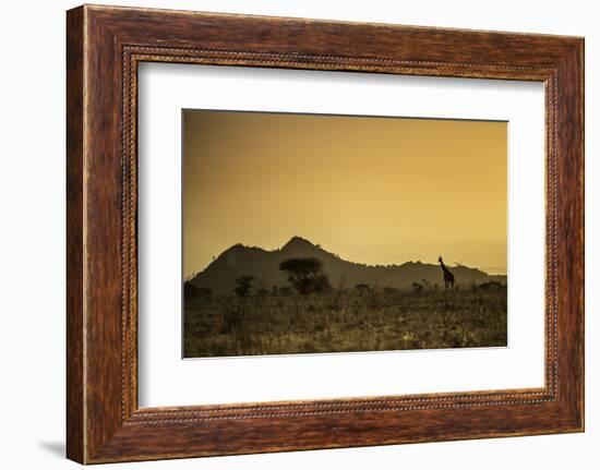 Kenya, Meru. a Giraffe Wanders across the Savannah in the Evening Light.-Niels Van Gijn-Framed Photographic Print