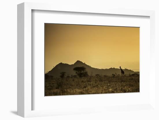 Kenya, Meru. a Giraffe Wanders across the Savannah in the Evening Light.-Niels Van Gijn-Framed Photographic Print