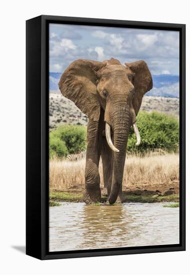 Kenya, Meru County, Lewa Conservancy. a Bull Elephant at a Waterhole.-Nigel Pavitt-Framed Premier Image Canvas