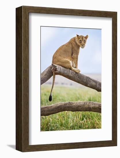 Kenya, Meru County, Lewa Wildlife Conservancy. a Lioness Sitting on the Branch of a Dead Tree.-Nigel Pavitt-Framed Photographic Print