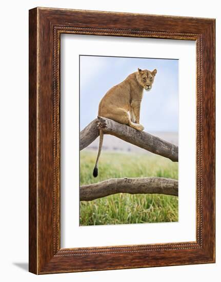 Kenya, Meru County, Lewa Wildlife Conservancy. a Lioness Sitting on the Branch of a Dead Tree.-Nigel Pavitt-Framed Photographic Print