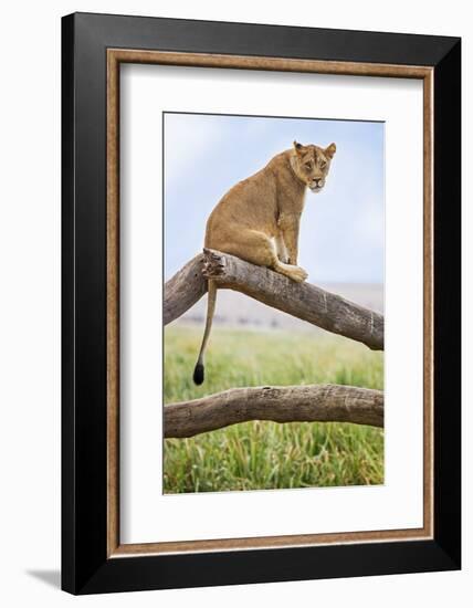 Kenya, Meru County, Lewa Wildlife Conservancy. a Lioness Sitting on the Branch of a Dead Tree.-Nigel Pavitt-Framed Photographic Print