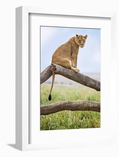 Kenya, Meru County, Lewa Wildlife Conservancy. a Lioness Sitting on the Branch of a Dead Tree.-Nigel Pavitt-Framed Photographic Print