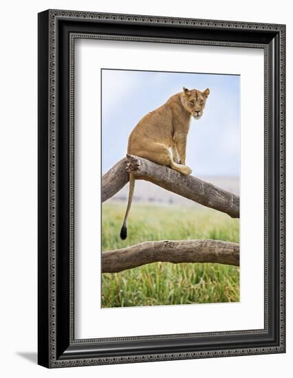 Kenya, Meru County, Lewa Wildlife Conservancy. a Lioness Sitting on the Branch of a Dead Tree.-Nigel Pavitt-Framed Photographic Print