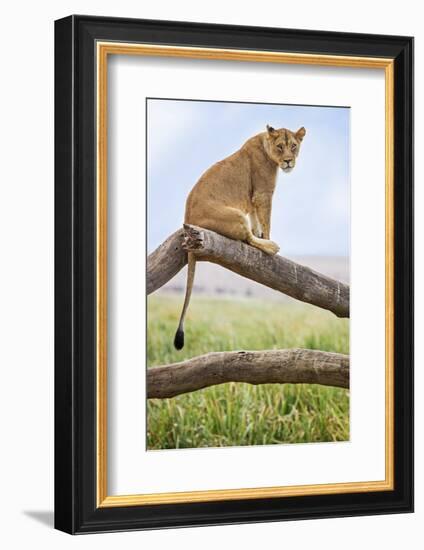 Kenya, Meru County, Lewa Wildlife Conservancy. a Lioness Sitting on the Branch of a Dead Tree.-Nigel Pavitt-Framed Photographic Print