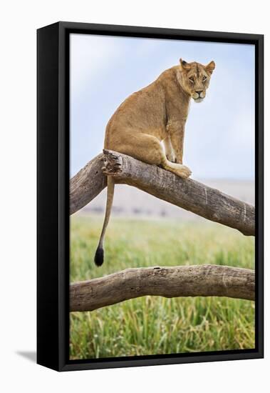 Kenya, Meru County, Lewa Wildlife Conservancy. a Lioness Sitting on the Branch of a Dead Tree.-Nigel Pavitt-Framed Premier Image Canvas