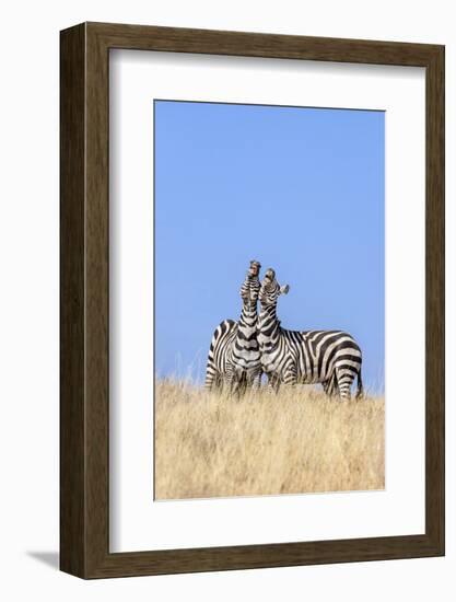 Kenya, Meru County, Lewa Wildlife Conservancy. Two Common Zebra Stallions Braying.-Nigel Pavitt-Framed Photographic Print