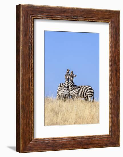 Kenya, Meru County, Lewa Wildlife Conservancy. Two Common Zebra Stallions Braying.-Nigel Pavitt-Framed Photographic Print