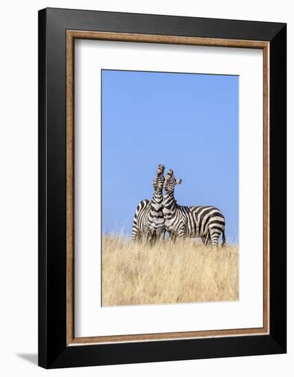 Kenya, Meru County, Lewa Wildlife Conservancy. Two Common Zebra Stallions Braying.-Nigel Pavitt-Framed Photographic Print