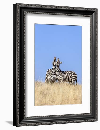 Kenya, Meru County, Lewa Wildlife Conservancy. Two Common Zebra Stallions Braying.-Nigel Pavitt-Framed Photographic Print