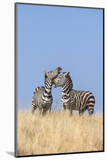 Kenya, Meru County-Nigel Pavitt-Mounted Photographic Print