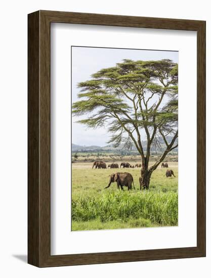 Kenya, Meru County-Nigel Pavitt-Framed Photographic Print