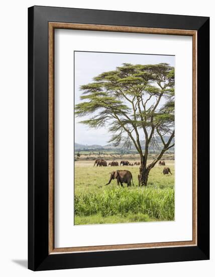 Kenya, Meru County-Nigel Pavitt-Framed Photographic Print