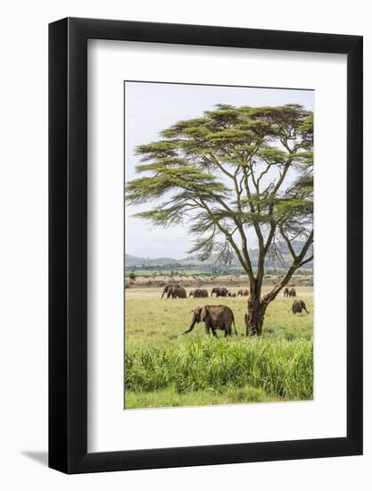 Kenya, Meru County-Nigel Pavitt-Framed Photographic Print