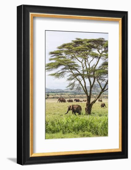 Kenya, Meru County-Nigel Pavitt-Framed Photographic Print