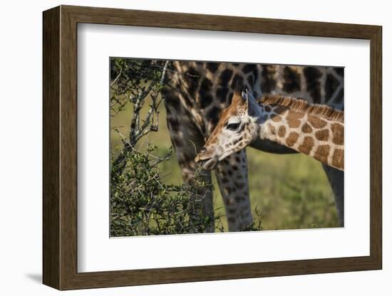 Kenya, Nairobi, Langata, Hog Ranch-Alison Jones-Framed Photographic Print