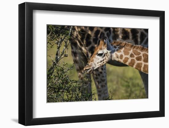 Kenya, Nairobi, Langata, Hog Ranch-Alison Jones-Framed Photographic Print