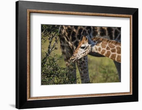 Kenya, Nairobi, Langata, Hog Ranch-Alison Jones-Framed Photographic Print