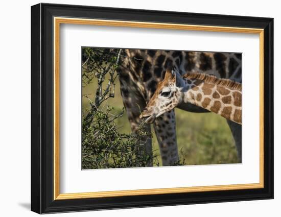 Kenya, Nairobi, Langata, Hog Ranch-Alison Jones-Framed Photographic Print