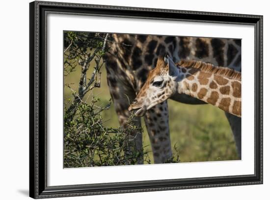 Kenya, Nairobi, Langata, Hog Ranch-Alison Jones-Framed Photographic Print