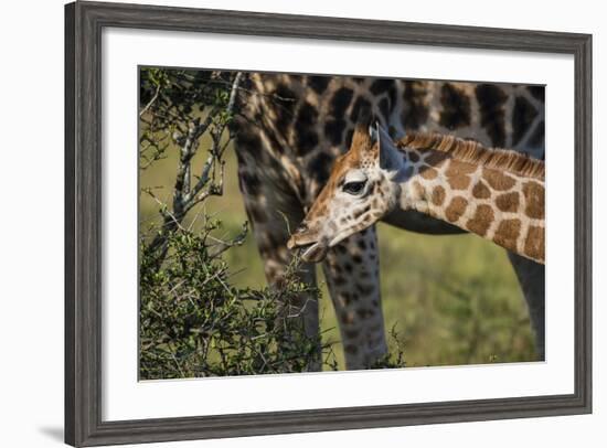 Kenya, Nairobi, Langata, Hog Ranch-Alison Jones-Framed Photographic Print