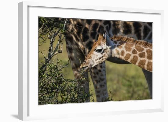 Kenya, Nairobi, Langata, Hog Ranch-Alison Jones-Framed Photographic Print