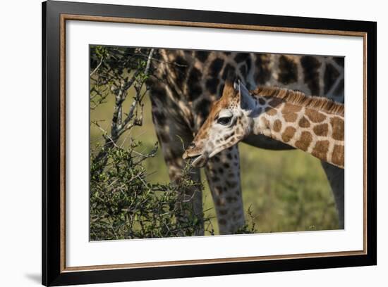 Kenya, Nairobi, Langata, Hog Ranch-Alison Jones-Framed Photographic Print