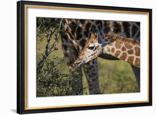 Kenya, Nairobi, Langata, Hog Ranch-Alison Jones-Framed Photographic Print