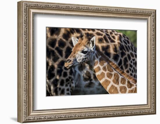 Kenya, Nairobi, Langata, Hog Ranch-Alison Jones-Framed Photographic Print