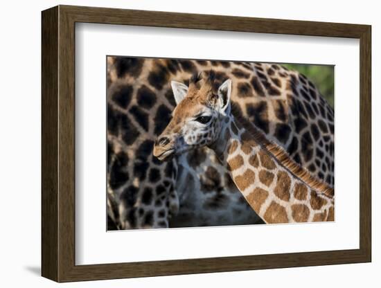 Kenya, Nairobi, Langata, Hog Ranch-Alison Jones-Framed Photographic Print