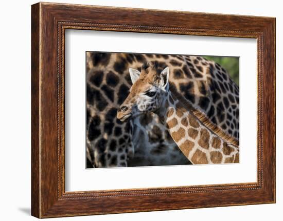 Kenya, Nairobi, Langata, Hog Ranch-Alison Jones-Framed Photographic Print