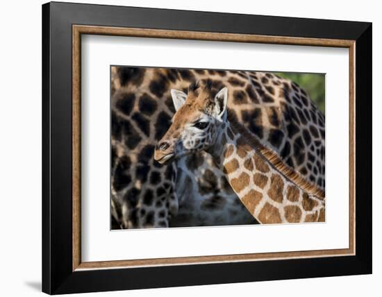 Kenya, Nairobi, Langata, Hog Ranch-Alison Jones-Framed Photographic Print