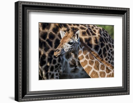 Kenya, Nairobi, Langata, Hog Ranch-Alison Jones-Framed Photographic Print