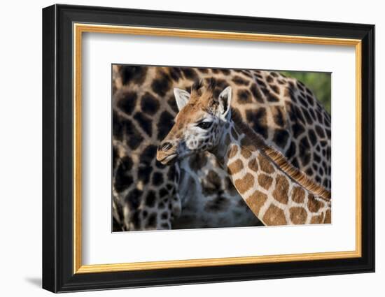 Kenya, Nairobi, Langata, Hog Ranch-Alison Jones-Framed Photographic Print