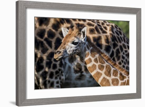 Kenya, Nairobi, Langata, Hog Ranch-Alison Jones-Framed Photographic Print