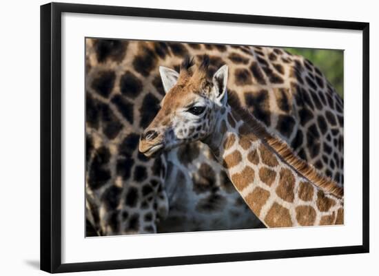 Kenya, Nairobi, Langata, Hog Ranch-Alison Jones-Framed Photographic Print