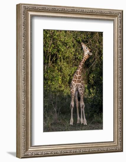 Kenya, Nairobi, Langata, Hog Ranch-Alison Jones-Framed Photographic Print